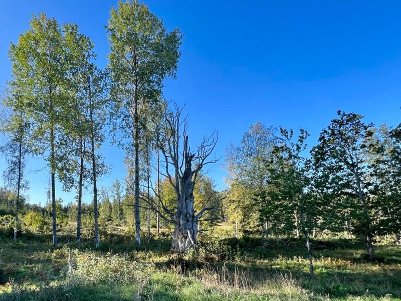 Ferienhaus Bjärkhult in Hultsfred - Kalmar-32