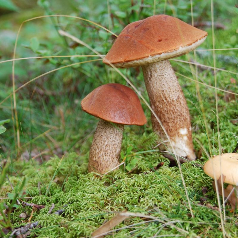 Rotkappe  (leccinum rufum)guter Speisepilz